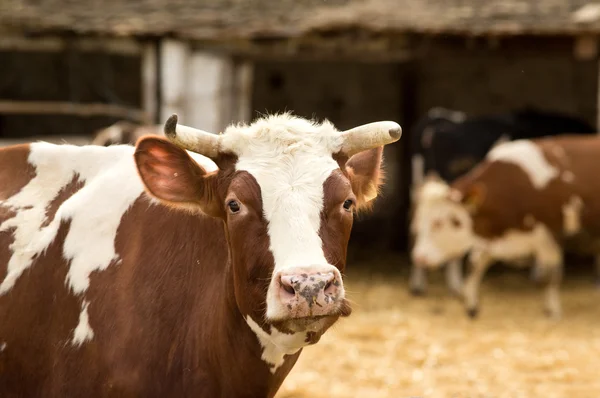 รูปภาพวัว — ภาพถ่ายสต็อก