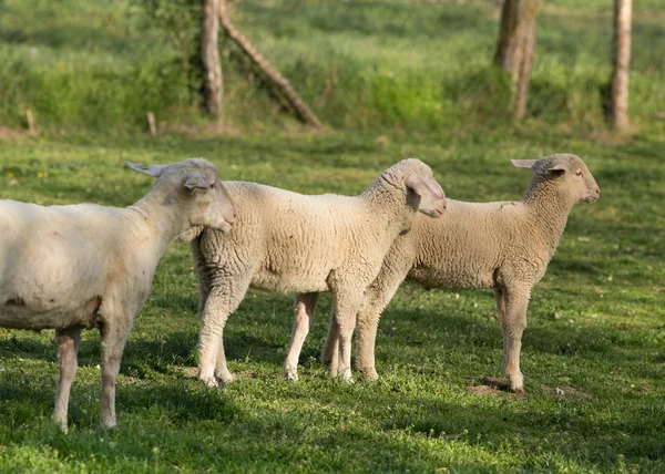 Trimmade får med lamm — Stockfoto