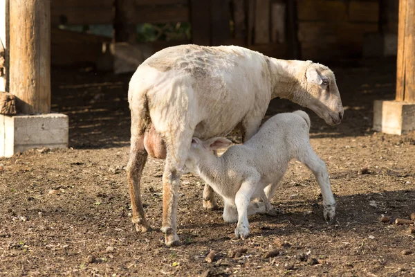 Lamb suckling milk — Stock Photo, Image