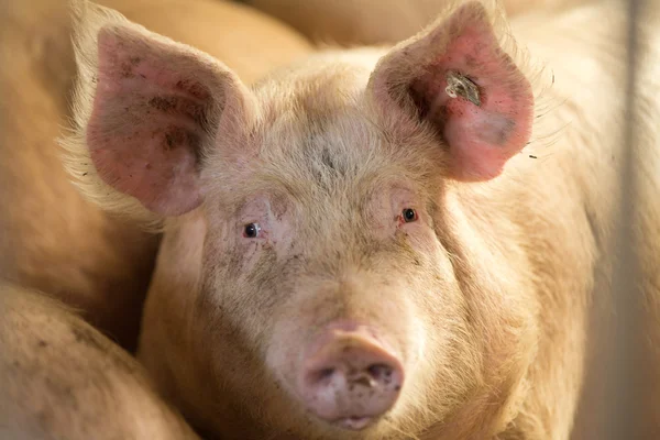 Kameraya bakarak domuz — Stockfoto