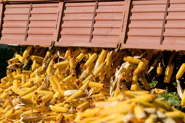 Corn cob — Stock Photo, Image