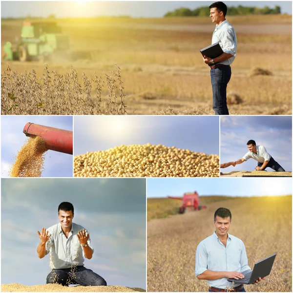 Soya hasat — Stok fotoğraf