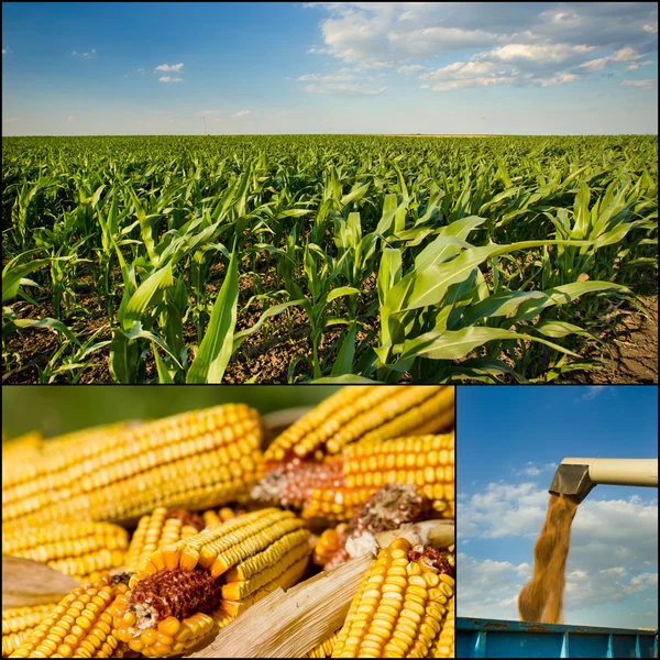 Corn collection — Stock Photo, Image