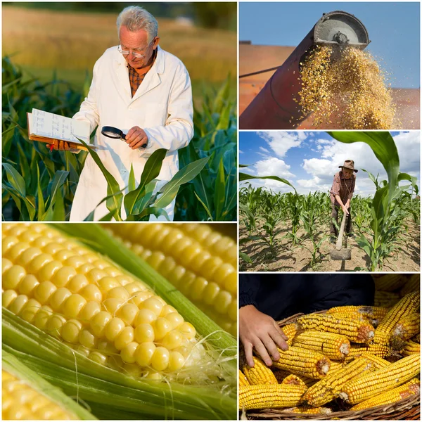 Colección de maíz — Foto de Stock