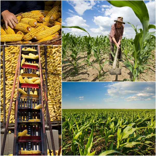 Corn collection — Stock Photo, Image