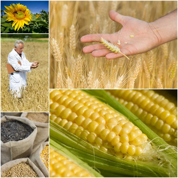 Recogida de cereales — Foto de Stock