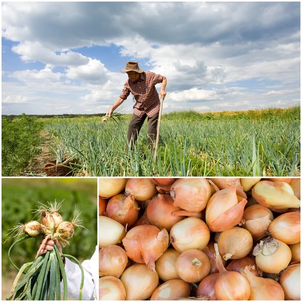 Onion collection — Stock Photo, Image