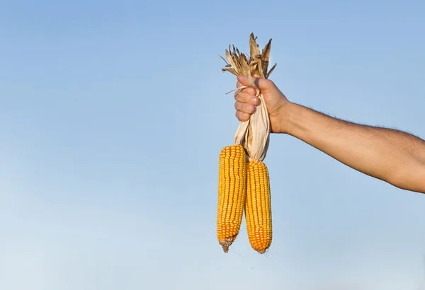 Majskolvar i manlig hand — Stockfoto