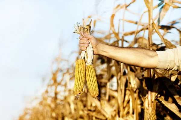 Corn cobs in male hand — Stock Photo, Image