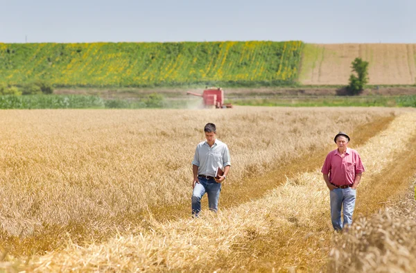 小麦丰收 — 图库照片