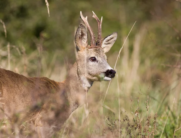 Roe deer — Stock Photo, Image