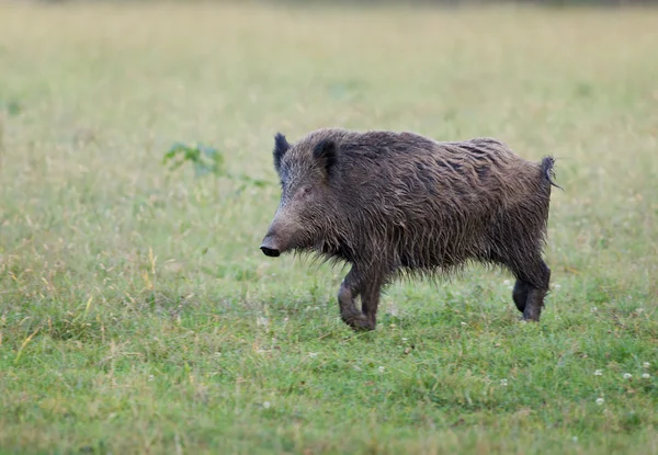 Wild boar — Stock Photo, Image