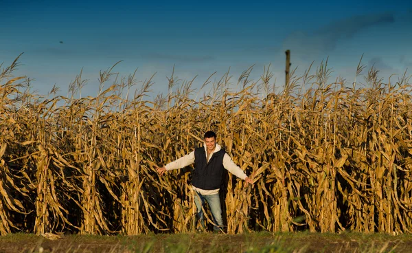 Hombre en campo de maíz —  Fotos de Stock