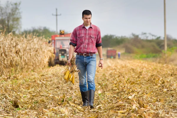 Homem no campo de milho — Fotografia de Stock