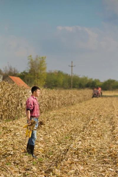 Uomo nel campo di mais — Foto Stock