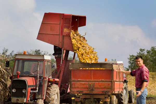 Corn harvest — Stock Photo, Image