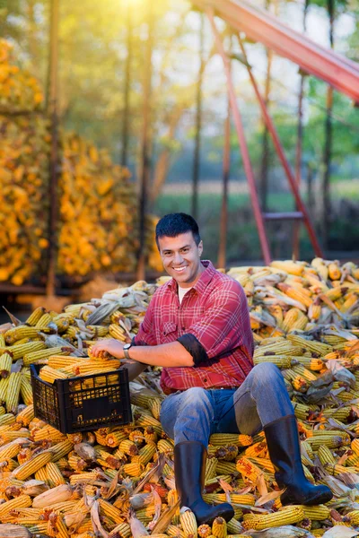 Man on corn cobs pile — Stock Photo, Image