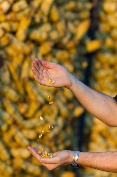 Corn in farmer's hands — Stock Photo, Image