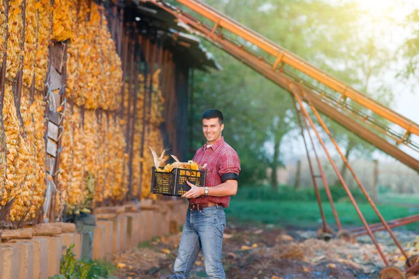 Man with corn cobs in crates — Stock Photo, Image