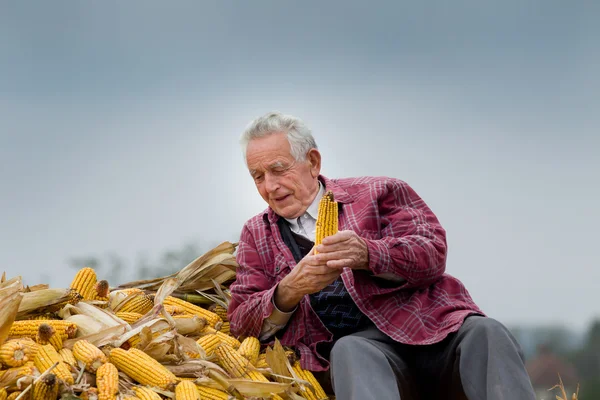 Senior man op maïs stapel — Stockfoto