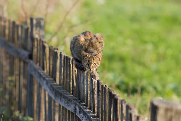 Кошка на заборе — стоковое фото