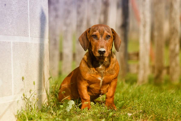 Hund sitzt im Hof — Stockfoto