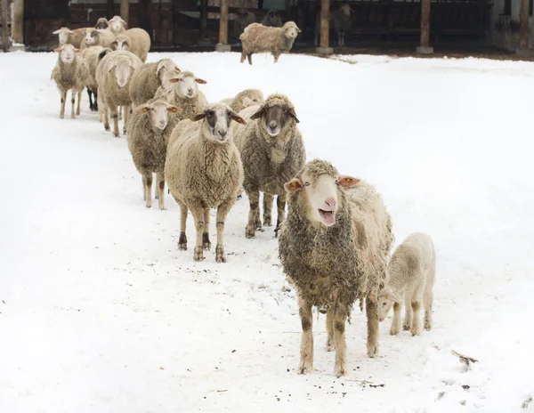 Αγρόκτημα πρόβατα — Φωτογραφία Αρχείου