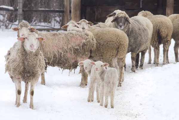 Sheep farm — Stock Photo, Image