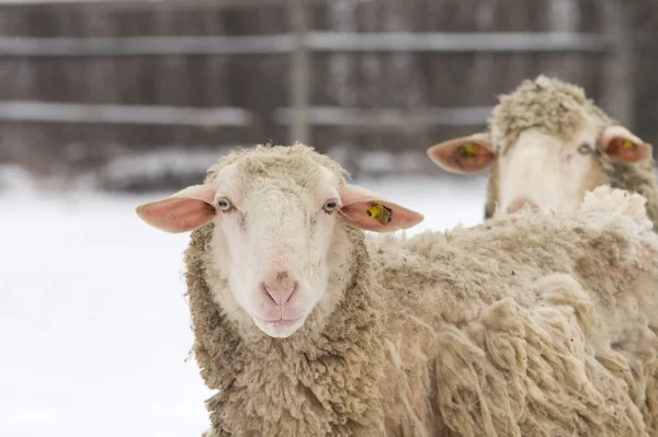 Schafe auf Schnee — Stockfoto