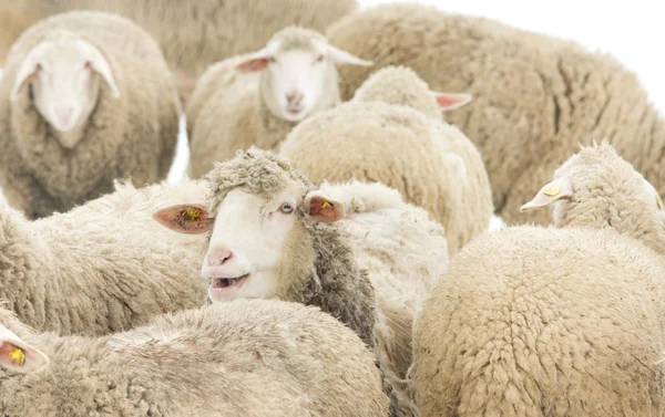 Sheep herd — Stock Photo, Image