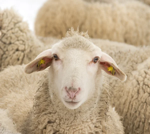 Sheep portrait — Stock Photo, Image