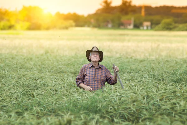 Senior man in het veld — Stockfoto