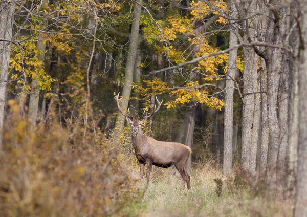 Rothirsch im Wald — Stockfoto