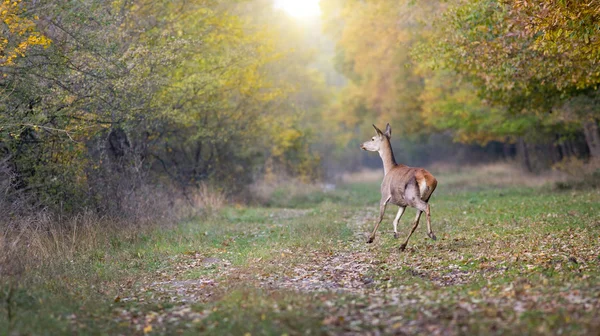 DOE, erdő — Stock Fotó