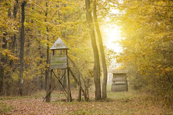 Bosque brumoso — Foto de Stock