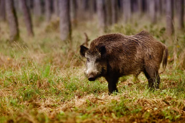 Wildschweine — Stockfoto