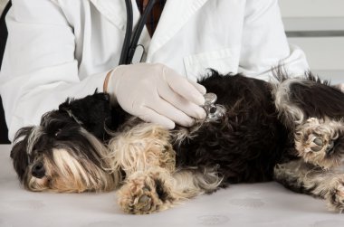 Köpek veteriner muayene