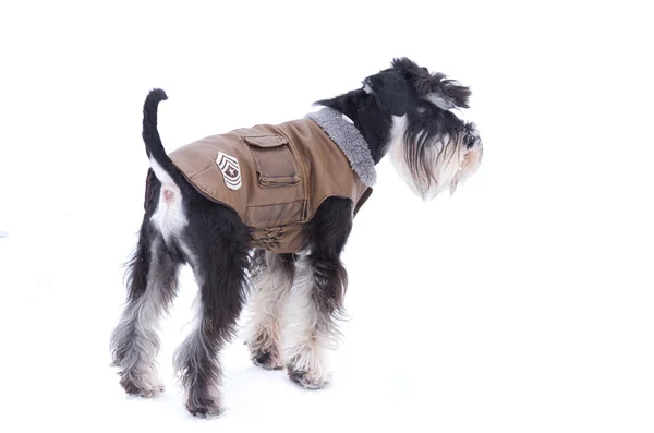 Hund in Jacke — Stockfoto