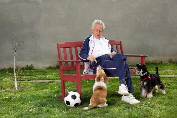 Oude man met honden — Stockfoto