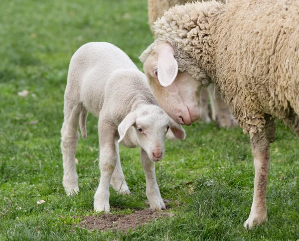 Moutons et agneaux — Photo