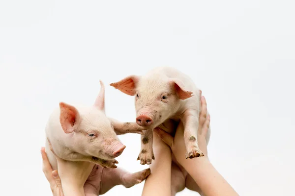 Niedliche Ferkel — Stockfoto