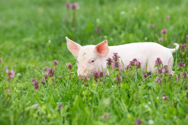 Cerdito sobre hierba — Foto de Stock