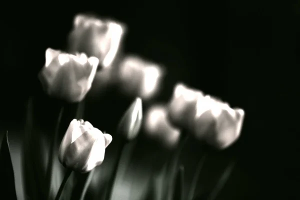 Tulpen — Stockfoto