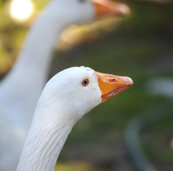 ガチョウの肖像画 — ストック写真