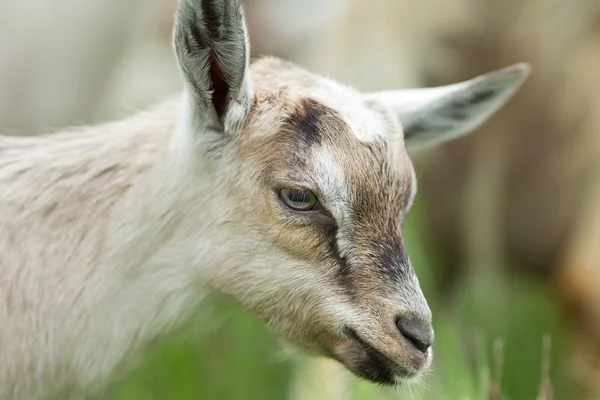 Alpine goat — Stock Photo, Image