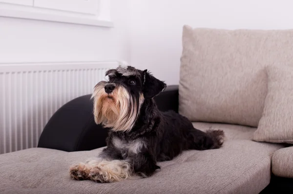 Hund liegt auf Sofa — Stockfoto