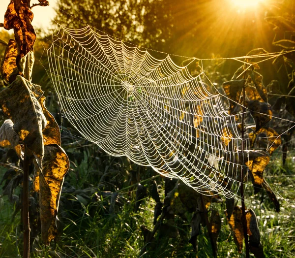 Pânza păianjenului — Fotografie, imagine de stoc
