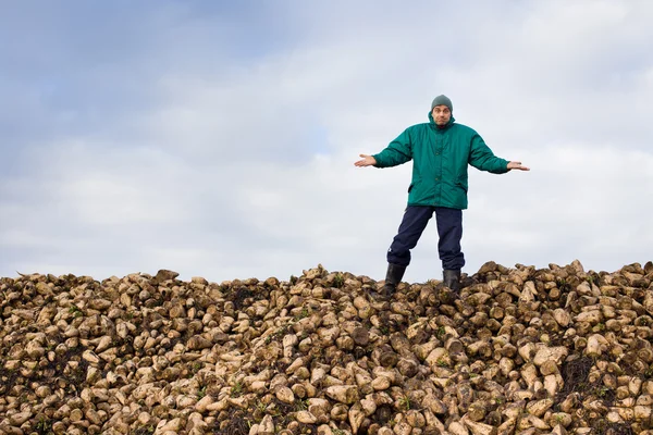 Campesino con remolacha azucarera —  Fotos de Stock