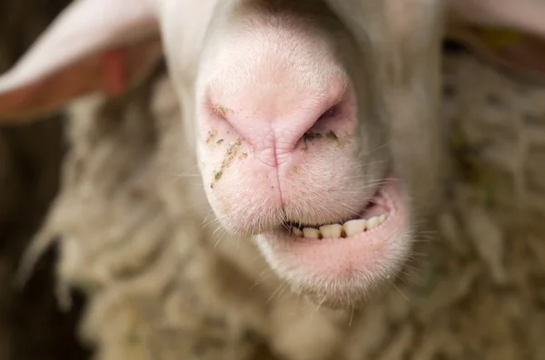 Sheep teeth — Stock Photo, Image