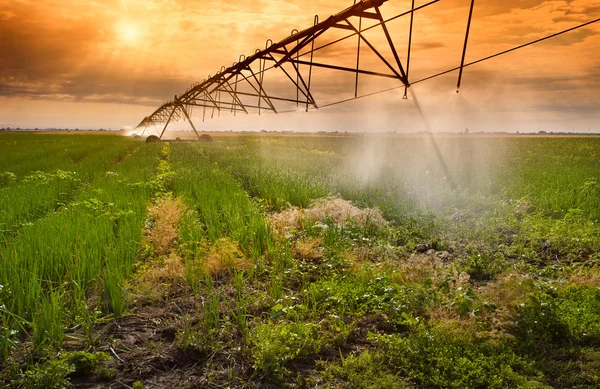 Irrigazione del campo di cipolle — Foto Stock